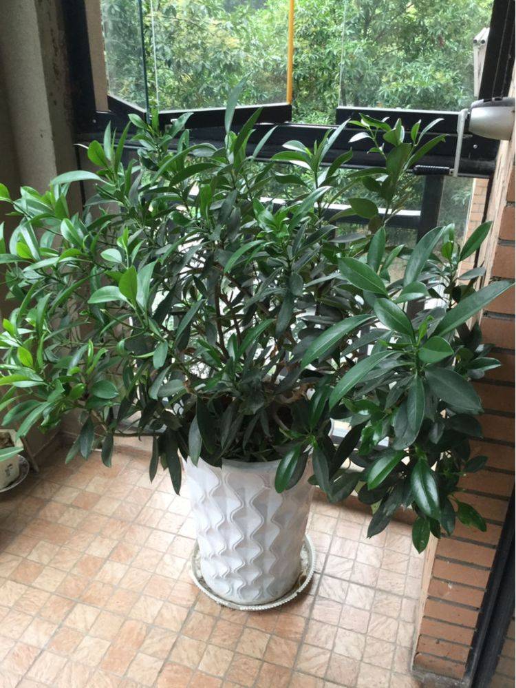 原创屋里养盆大叶子花叶子油绿宽大净化空气吸甲醛