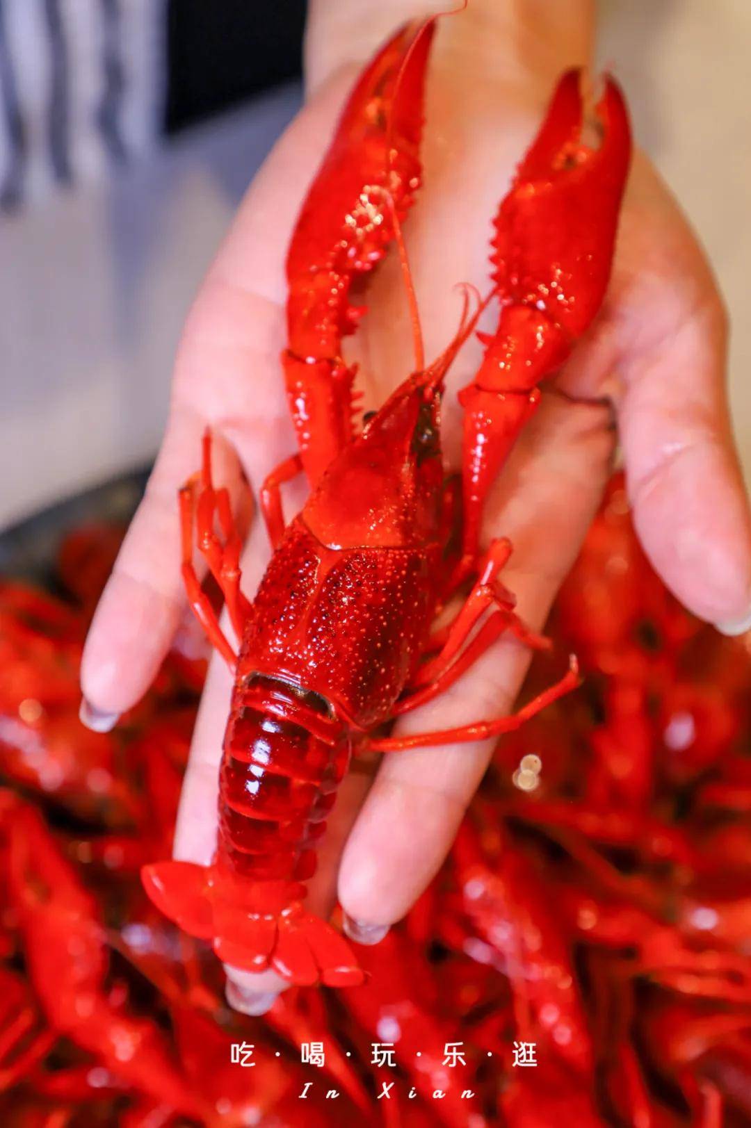 西北第①家夜宵神话巴厘龙虾来西安啦明天就去曲江嗦虾啦