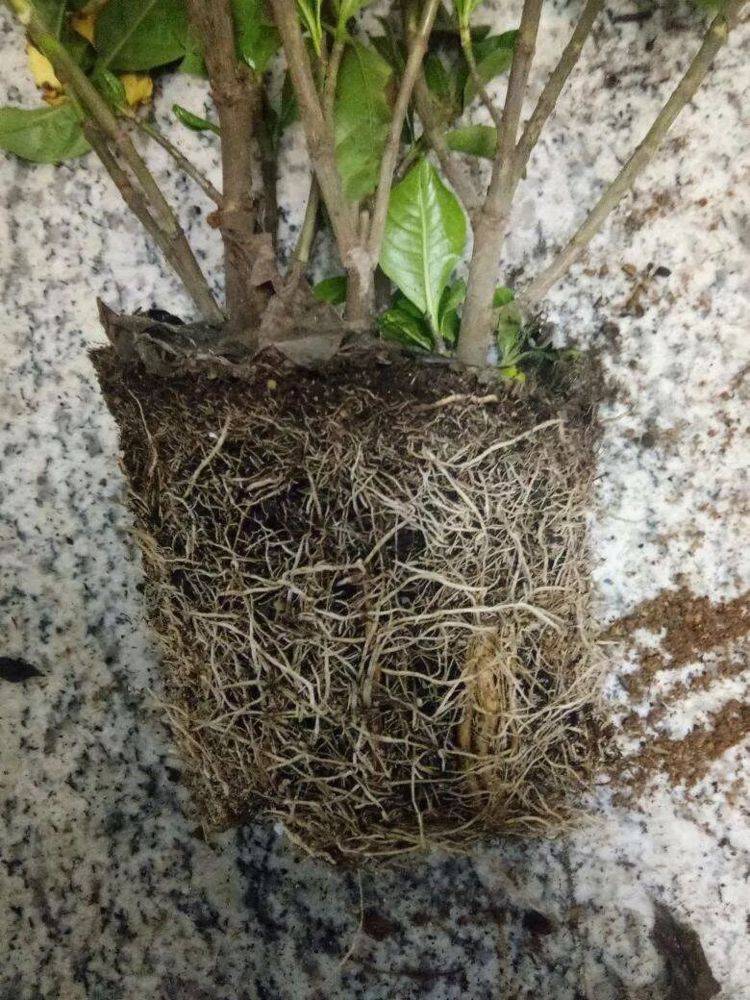 由于花盆里面的土壤是有限的,所以花卉的根系就会长得非常强壮,有的花
