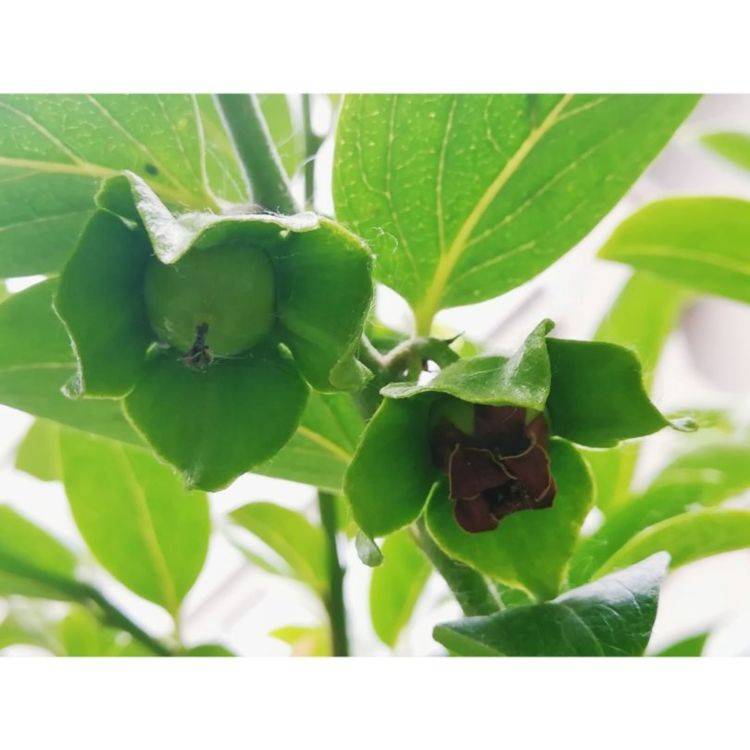 桑是不是国家保护植物 db2b2c259f7c46e290e1dddbb46bd880.jpeg