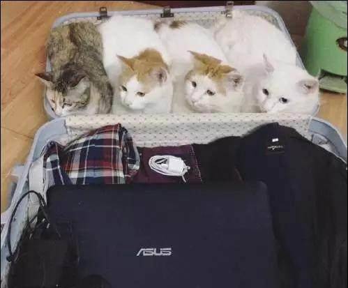一只猫咪在箱子里 fe7085482dfb498c80b672ccd62e2611.jpeg
