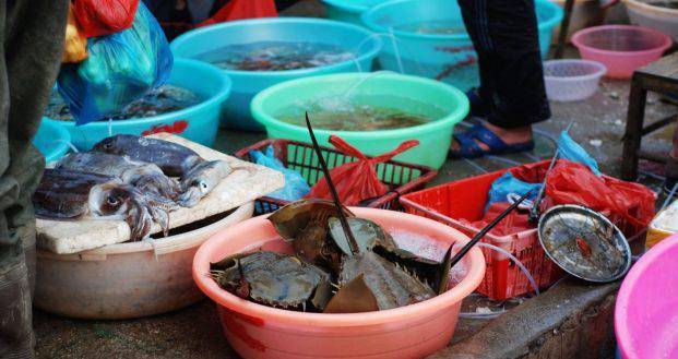 原创45亿年的中华鲎蓝色血液可做医用却在餐桌上挣扎濒临灭绝