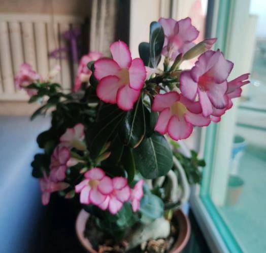 什么东西开花不结果 31ab520ac21a43e986d0836d4b329604.jpeg