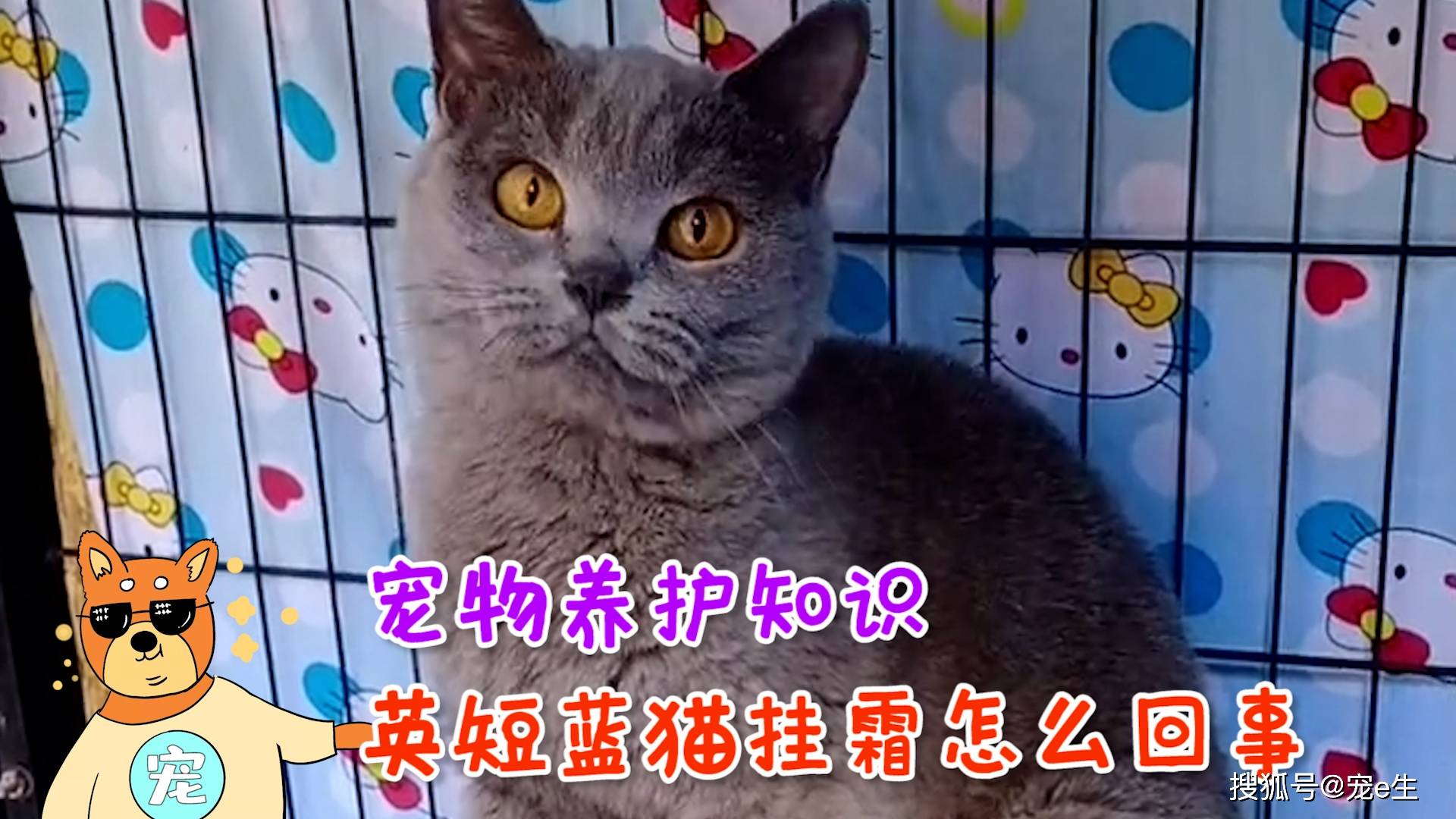 宠物养护知识英短蓝猫挂霜怎么回事看完终于明白了