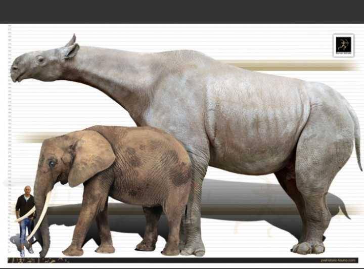 "史上最大陆生哺乳动物"冠军易主:重达24吨的临夏巨犀拔得头筹
