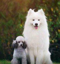 狗为啥总是一惊一乍 a5c2ecb66722444a8524e9406d1e625b.jpeg