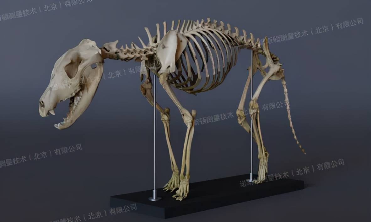 袋狼的化石图片