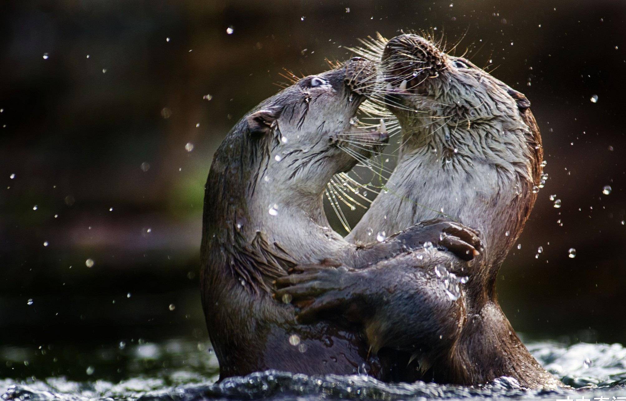 为家族荣誉而战你怀里的可爱水獭可是战斗力超强的迷你角斗士