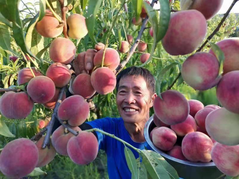 山西阳城:桃子喜丰收 游客采摘忙