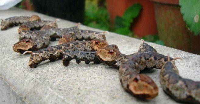 蛇属于虫子吗 fe72d3c293e64eae86d4ad8328579239.jpeg