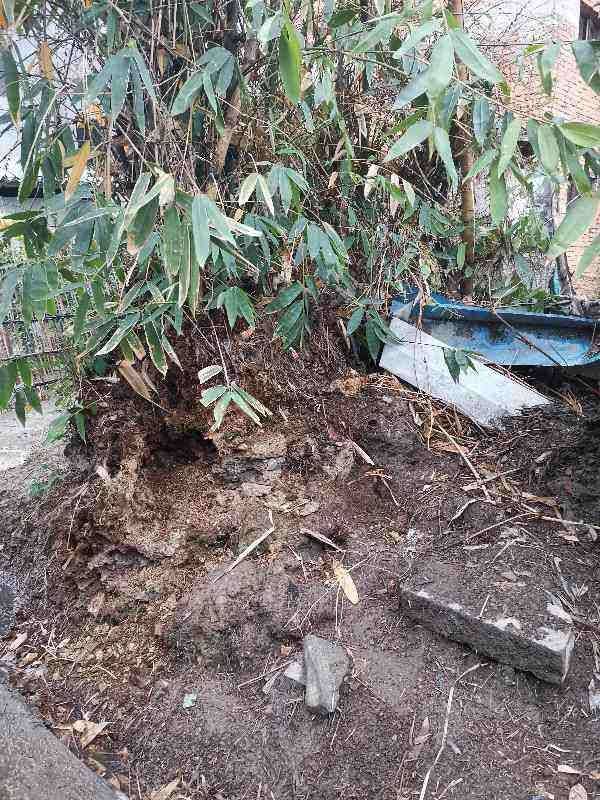 "竹根土"是养花好东西,透气效果特好,养根不烂茎