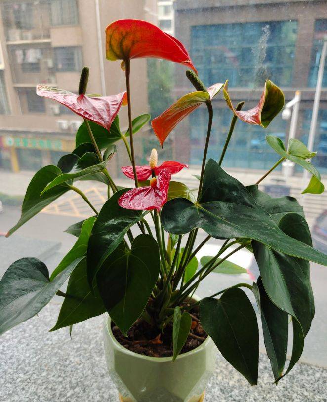 红掌叶子长斑烂叶子怎么救回来别喷水就行