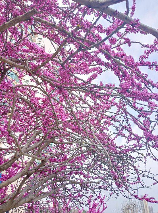 适合地栽养的花木 种一次 赏一辈子花 海棠