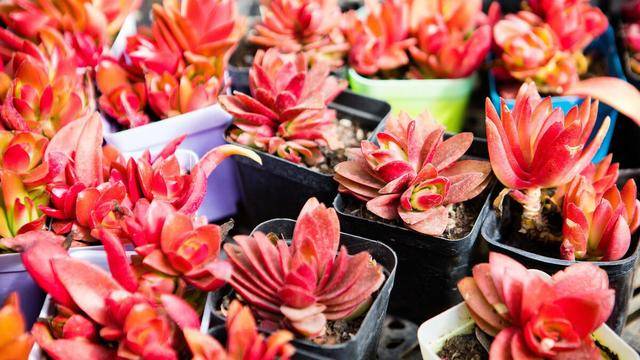 怎么养花养花知识 3e13d57e915d47f1a32d4c89fc723ed1.jpeg