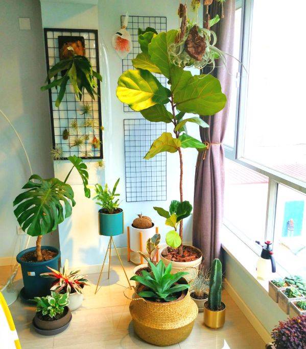 植物种植方法有哪几种 d4181df6ac6e46d08bc1a215bd6cbf6c.jpeg