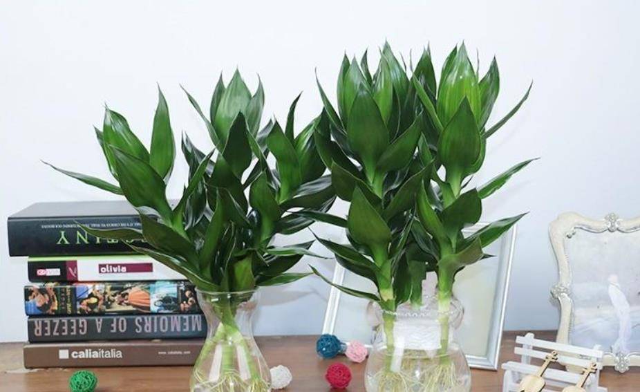 观音竹冬天怎么养不会死