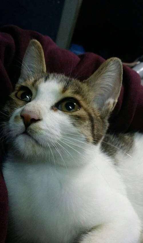 立耳猫长啥样 fe7cb1baa220429a8384910c4eff0f9d.jpeg