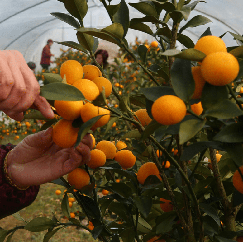 三种适合阳台庭院种植的果树香水柠檬 菲油果 脆皮金桔