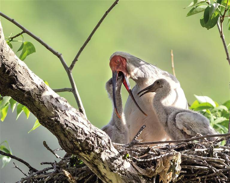 "铜川籍"朱鹮繁育幼鸟.通讯员 唐朝谋摄