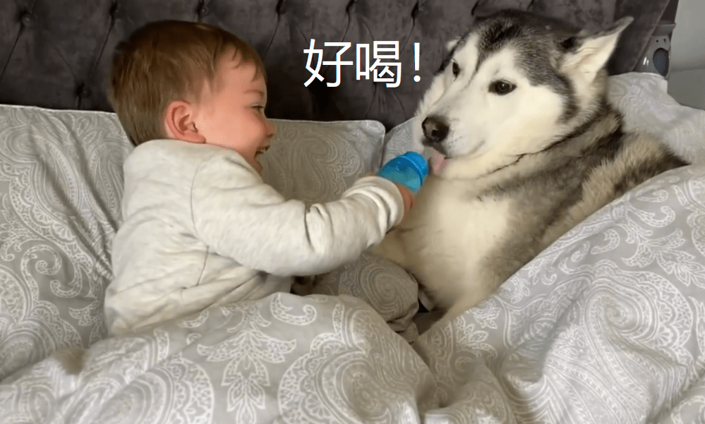 小主人把二哈當「兄弟」，牛奶也要一起分享，結果爸爸來了 萌趣萌寵 第2张