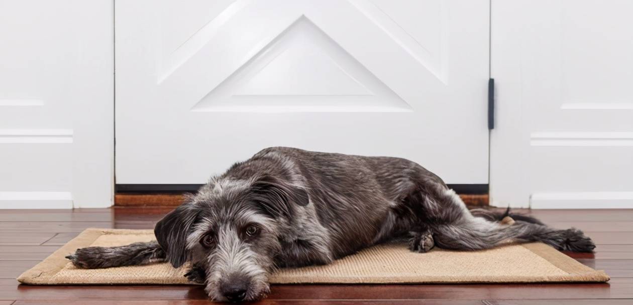 不让狗狗进房间睡觉的宠主,一般在早上起来的时候会发现,狗狗就在自己