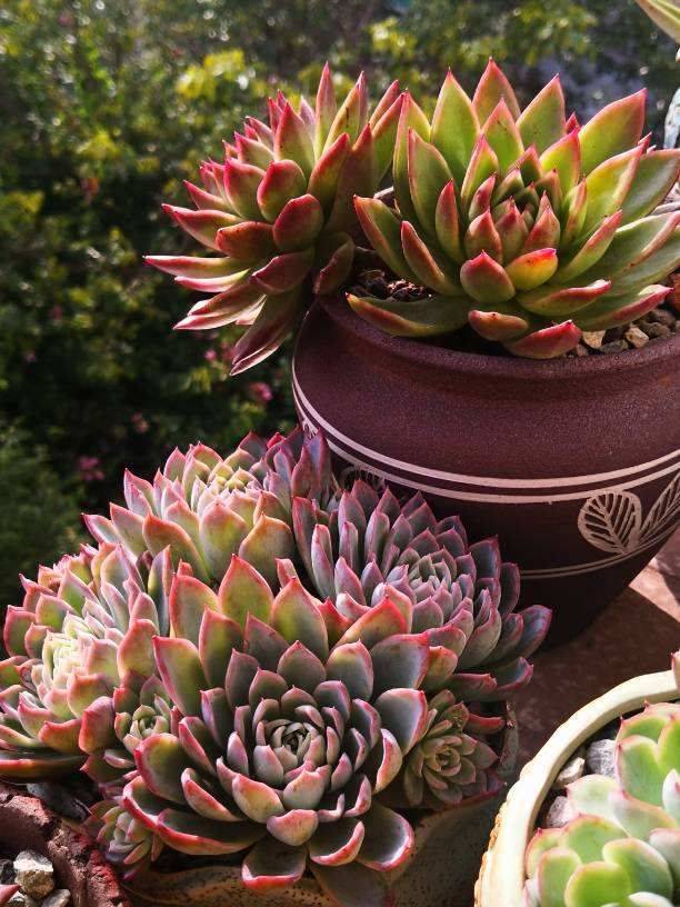 多肉怎么控水才能上色 e94b3daaaaf7403ebb00d8f766b334d3.jpeg