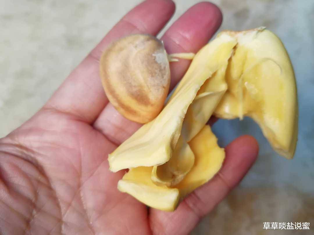 菠萝蜜的籽怎么吃图解 487014ecbfce444cb00515f0becb3ef0.jpeg