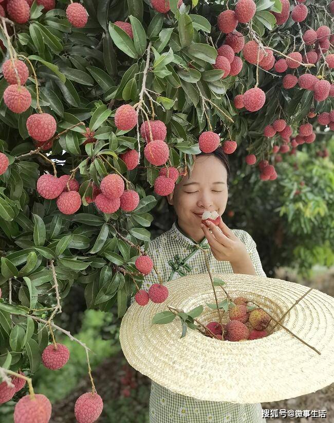 广西麻垌荔枝云上销售"红动盛夏"_桂平