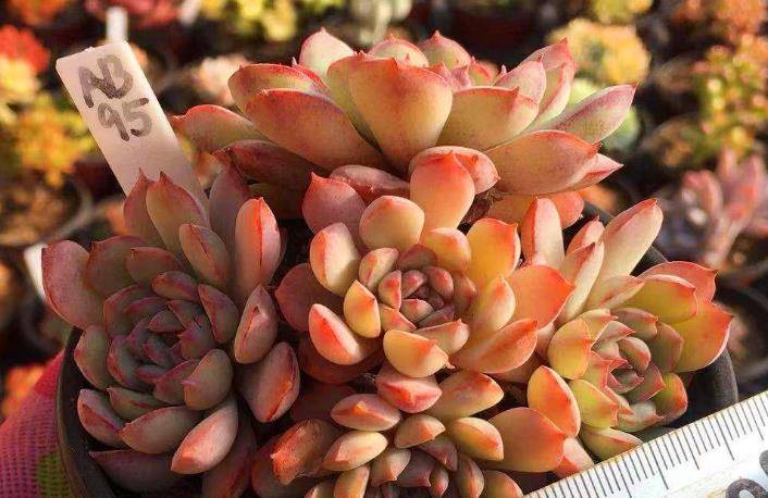 喝过拿铁咖啡,但你可能没养过多肉拿铁,要不要养一盆试试?