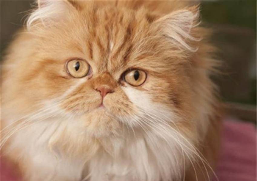 84df2976d73f430f9ccbbfd146c4530e.jpeg