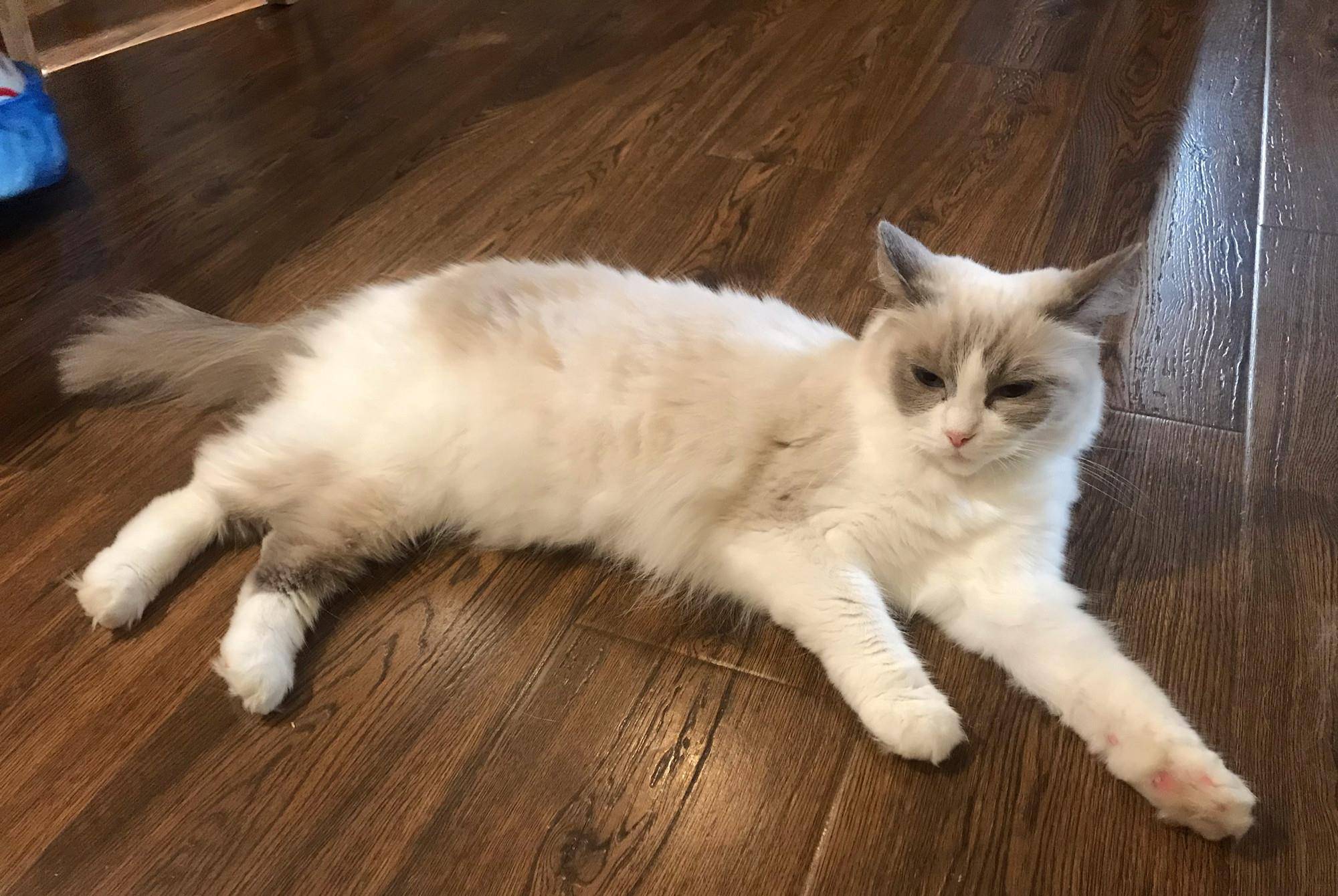 女子偶遇神仙布偶猫 刚要掏出手机 正面一看表情凝固了 梦里