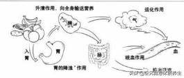 什么有肺肠成语_脸开头的成语有什么(2)