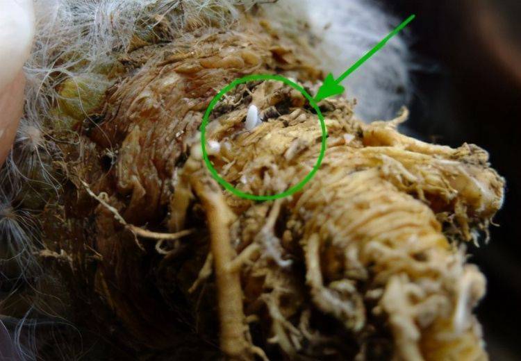 原创养仙人球如果遇到3种情况一定要及时换盆可不能偷懒