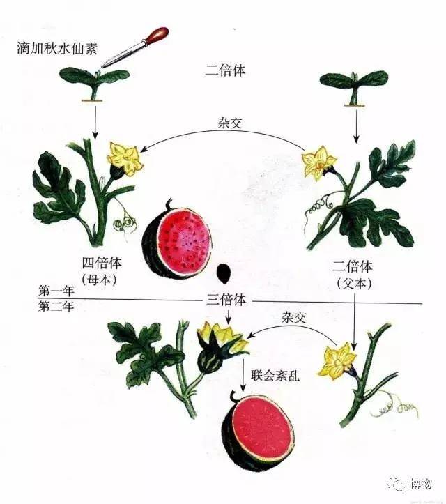 可能沒經過糞便洗禮_西瓜