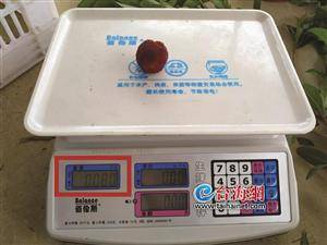 好大的杨梅6颗就一斤重