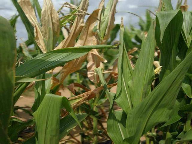 玉米青枯病|发生原因,防治办法都在这了