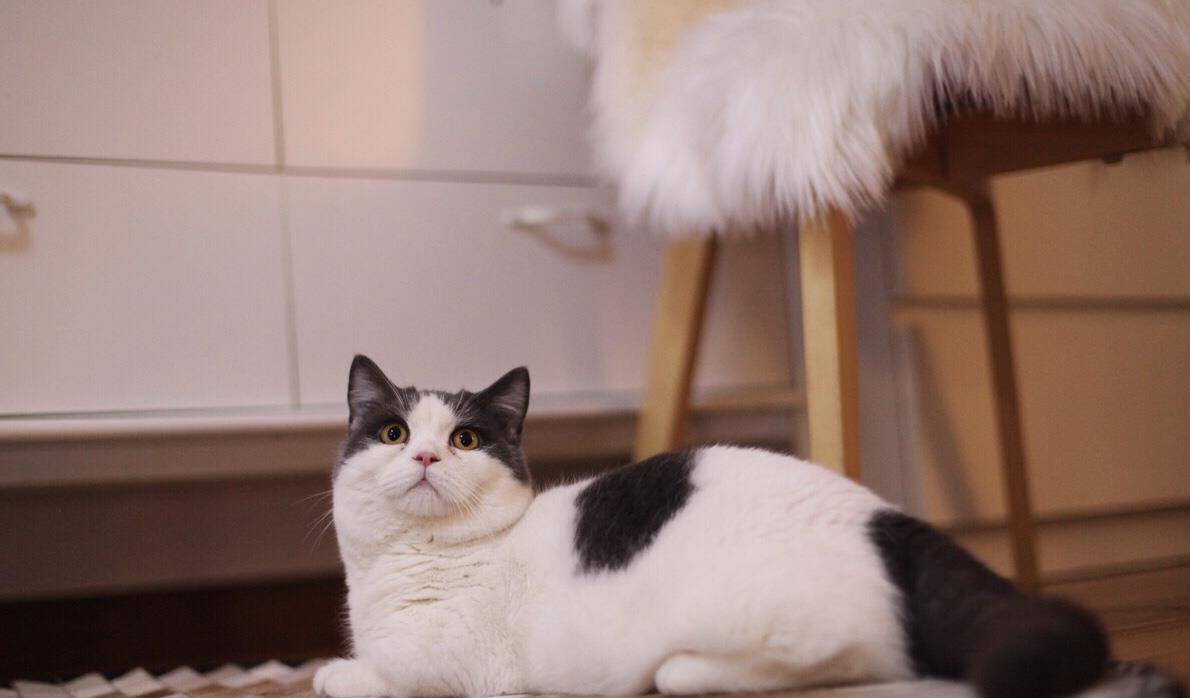 肥肥的猫咪 3c1dbbca2ef5416ca21edb21495d3a65.jpeg