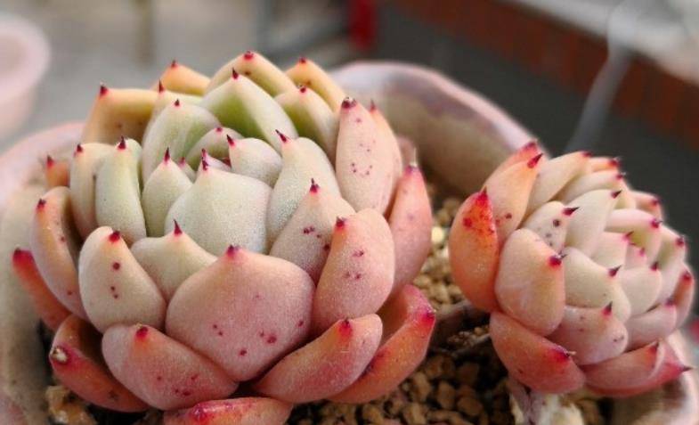 多肉拉霍亚——带爪的东云,堪称爪系基因与东云系基因的完美结合