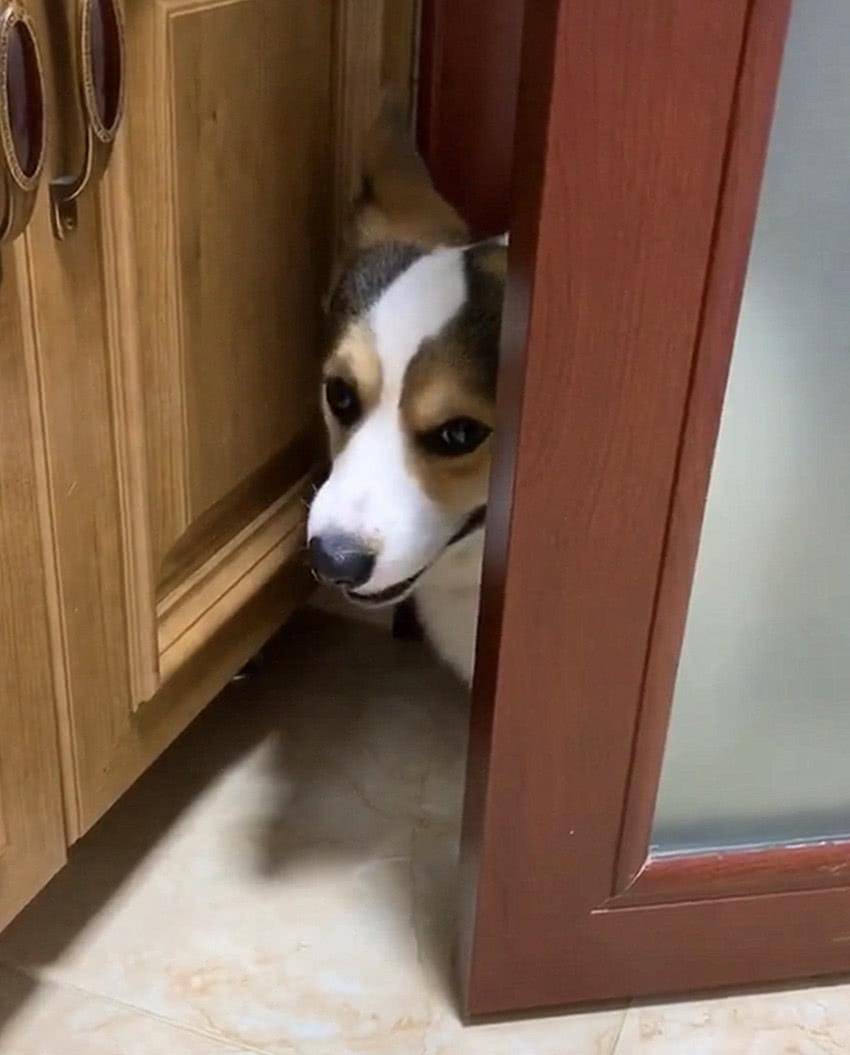 在狗狗眼里,主人"上厕所"表达的几个意思