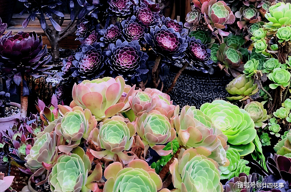 原创2种多肉睡美人梦中度夏休眠更美值得拥有