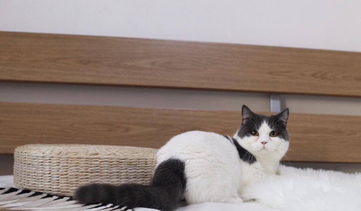 肥肥的猫图片 99ea11b1809840a9ae908c95fc7300ea.jpeg