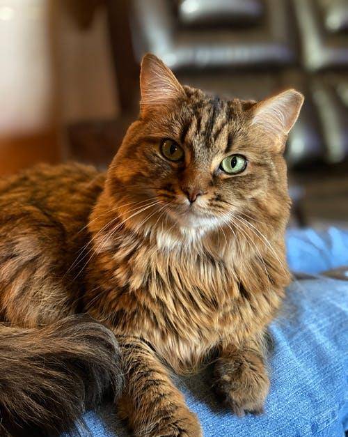 猫咪|萌宠猫咪的图片合集