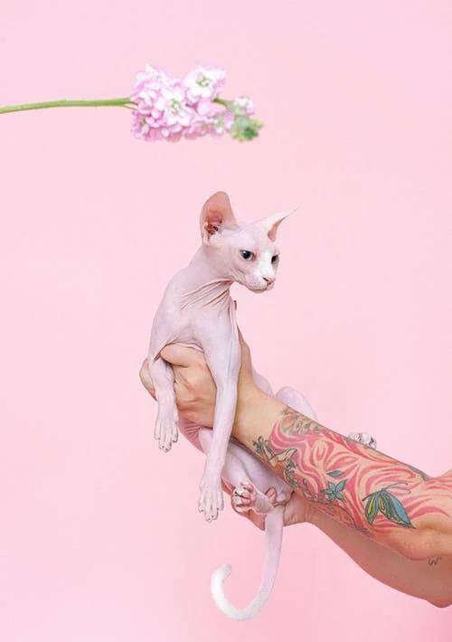 猫咪|萌宠猫咪的图片合集