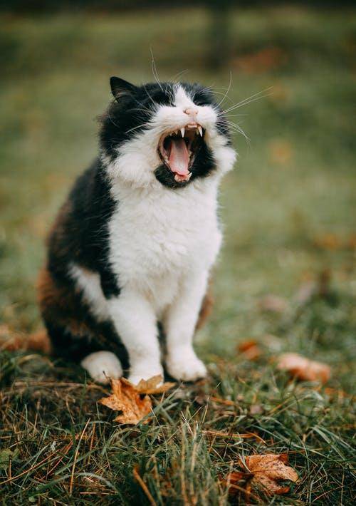 猫咪|萌宠猫咪的图片合集