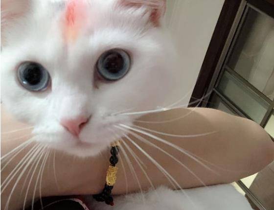 立耳猫生出折耳猫 f136fbbc047a4bf4980cdcef3b23c9c4.jpeg