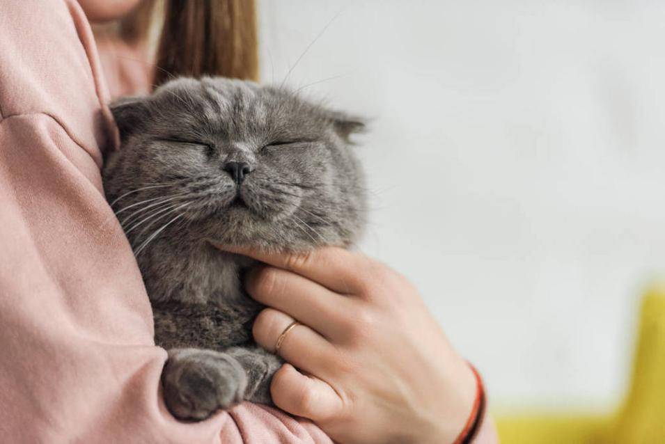 为什么有的猫不喜欢其他猫靠近 21feafc4f91d436496269cf50c90e292.jpeg