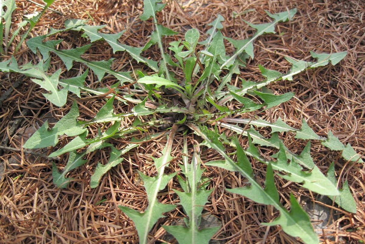 婆婆丁野菜是什么 2c79767e2baf4a9c9607110bd4ebddcf.jpeg