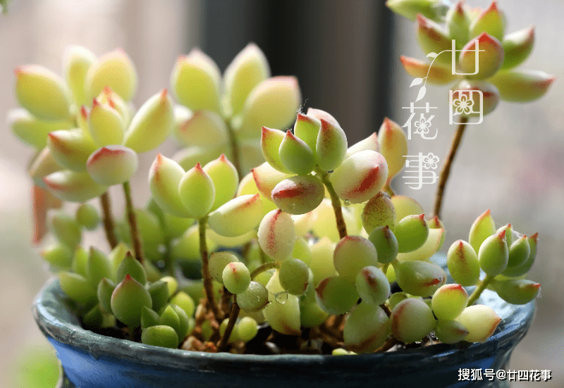 紅秀娘 多肉植物 エケベリア 美群 インテリア小物 植物/観葉植物