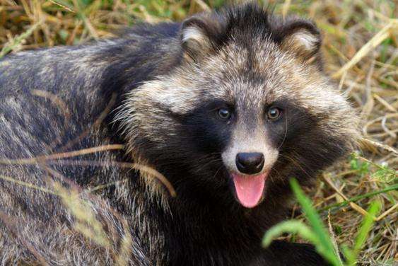 原创小伙外出散步无意发现一只四不像凑近一看吓懵了