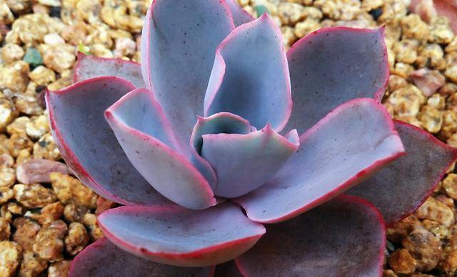 多肉怎样修根种植 e5949cdf6a524bd9b4db653789e0f6cd.jpeg